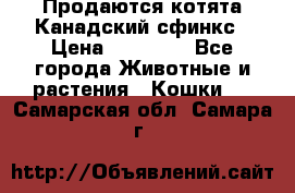 Продаются котята Канадский сфинкс › Цена ­ 15 000 - Все города Животные и растения » Кошки   . Самарская обл.,Самара г.